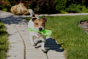 Dog Carrying Shovel